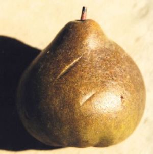 Ducale, fonte: P. Odorizzi: Profumi e sapori perduti - Il fascino della frutta antica Vol.II (2005)