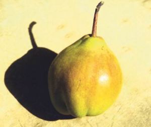 Duchessa D'Anguoleme, fonte: P. Odorizzi: Profumi e sapori perduti - Il fascino della frutta antica Vol.II (2005)