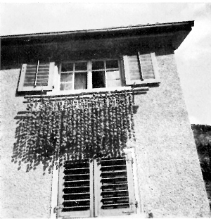 Dörrfäden; Foto: Simonett,C.