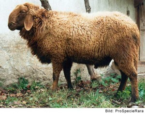 Mouton d'Engadine (Image: ProSpecieRara)