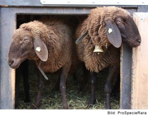 Moutons d'Engadine (Image: ProSpecieRara)