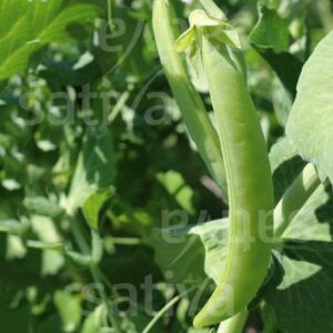 Erbse_Bernhardsberger_Sativa