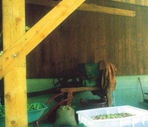 Fabbricazione del sidro, fonte: P. Odorizzi:  Profumi e sapori perduti - Il fascino della frutta antica Vol. II  (2005)