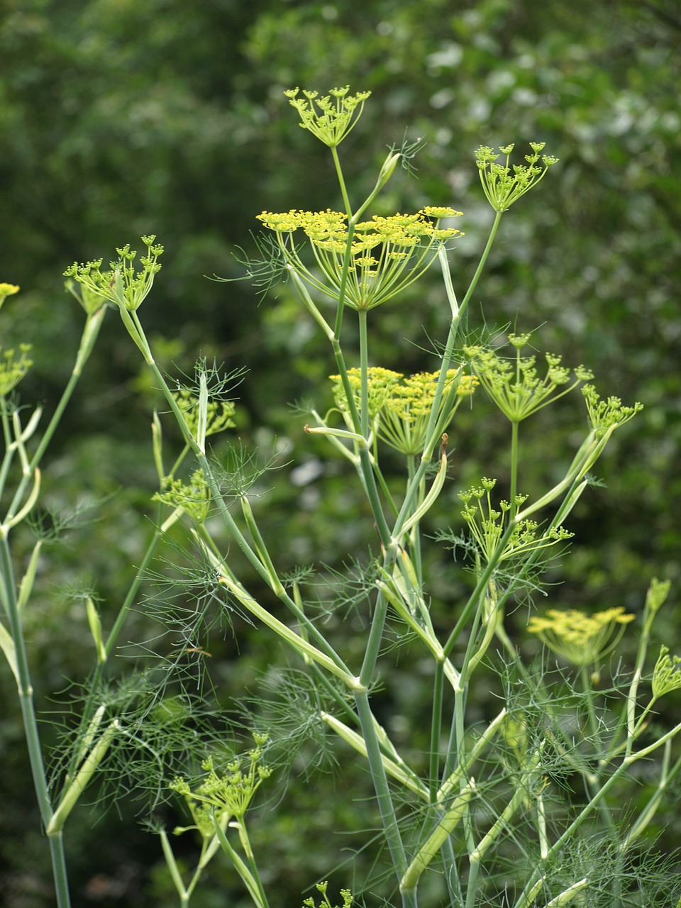 Fenchel_Pixabay.jpg