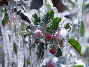 Frostberegnung