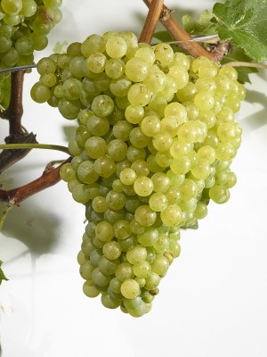 Grappe de Gros Bourgogne. Photo : Sedrik Nemeth©