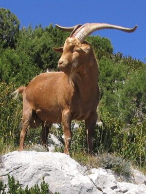 Gorges_du_Verdon_Goat-Rove-brown_0255-1