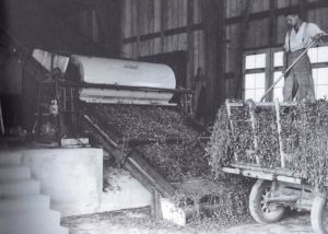 Grastrocknungsbetriebe erlebten in den 1950er Jahren einen grossen Aufschwung; Quelle: Kartoffeln, Klee und kluge Köpfe (2009)
