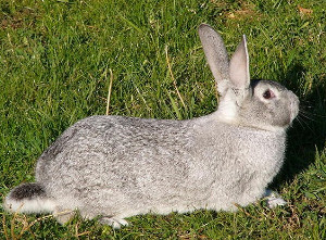 Grigio di Carmagnola (Foto www.agraria.org)