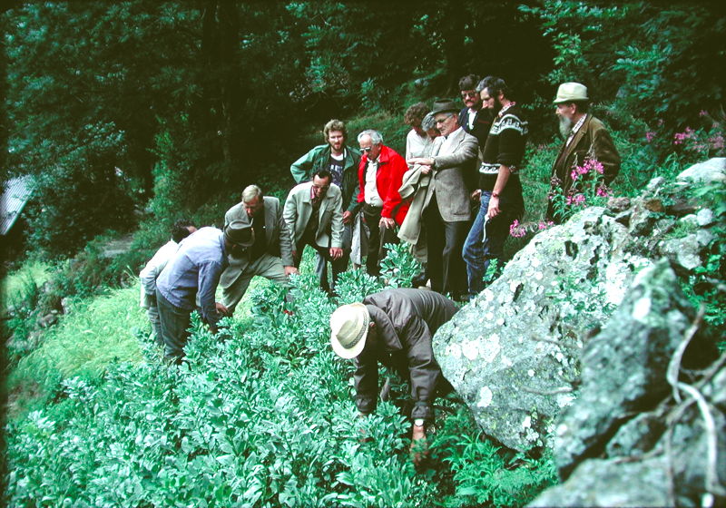 Grossbohne in Ried Lötschental. Quelle R.Vonmoos, Sortengarten Erschmatt