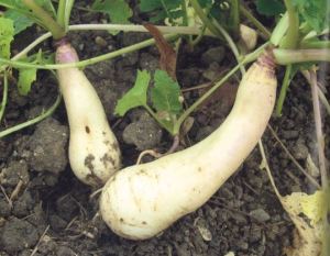 Herbstrübe "Blanc de Vertus"; Quelle: B. Barga-Pichler, M. Zuber: Haferwurzel und Feuerbohne (2002)