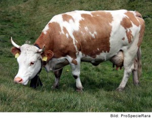 Vache d'Hinterwald (Image: ProSpecieRara)