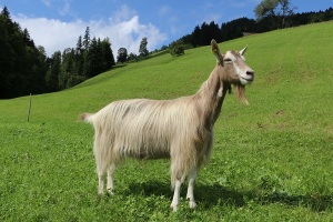 Chèvre du Toggenbourg (Image: Fédération suisse d’élevage caprin FSEC)