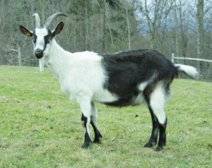 Chèvre paon agée de deux ans (Image: Kathrin Rykart)