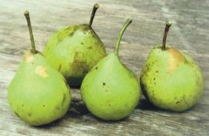 Klotze, fonte: P. Odorizzi: Profumi e sapori perduti - Il fascino della frutta antica Vol.II (2005)