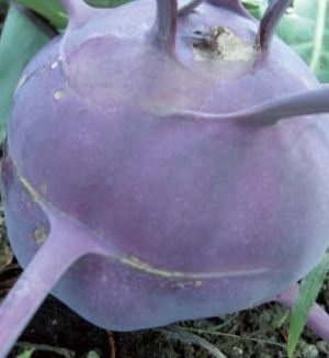 Kohlrabi blaue Sorte, Quelle: pgrel.admin.ch 04-NAP-P85