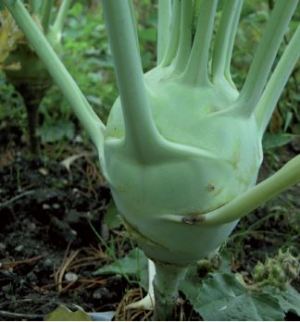 Kohlrabi weisse Sorte, Quelle: pgrel.admin.ch 04-NAP-P85