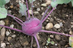 Kohlrabi_Blaro1_PSR