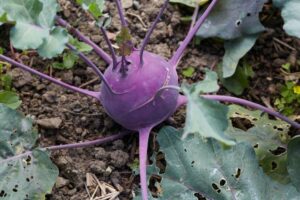 Kohlrabi_Blaro_PSR