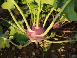 Kohlrabi_Dyna_PSR