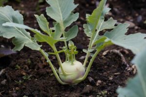 Kohlrabi_Lanro_PSR