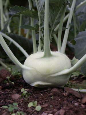 Kohlrabi_Lanro_PSR1