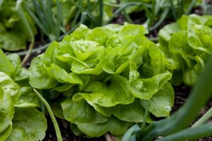 Kopfsalat_Augspurger1_PSR