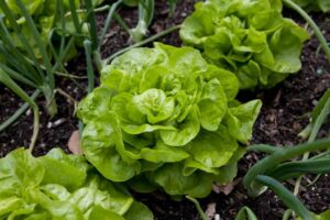 Kopfsalat_Augspurger_PSR