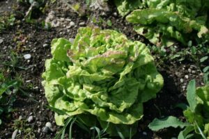 Kopfsalat_ChezleBart1_PSR