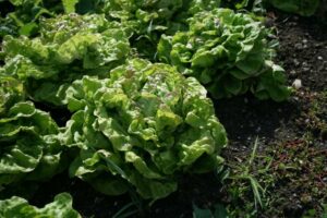 Kopfsalat_ChezleBart_PSR