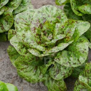 Lattich_Forellenschluss_Sativa