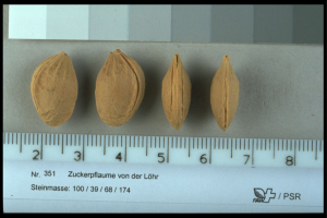 Prune Löhr (Image: ProSpecieRara)