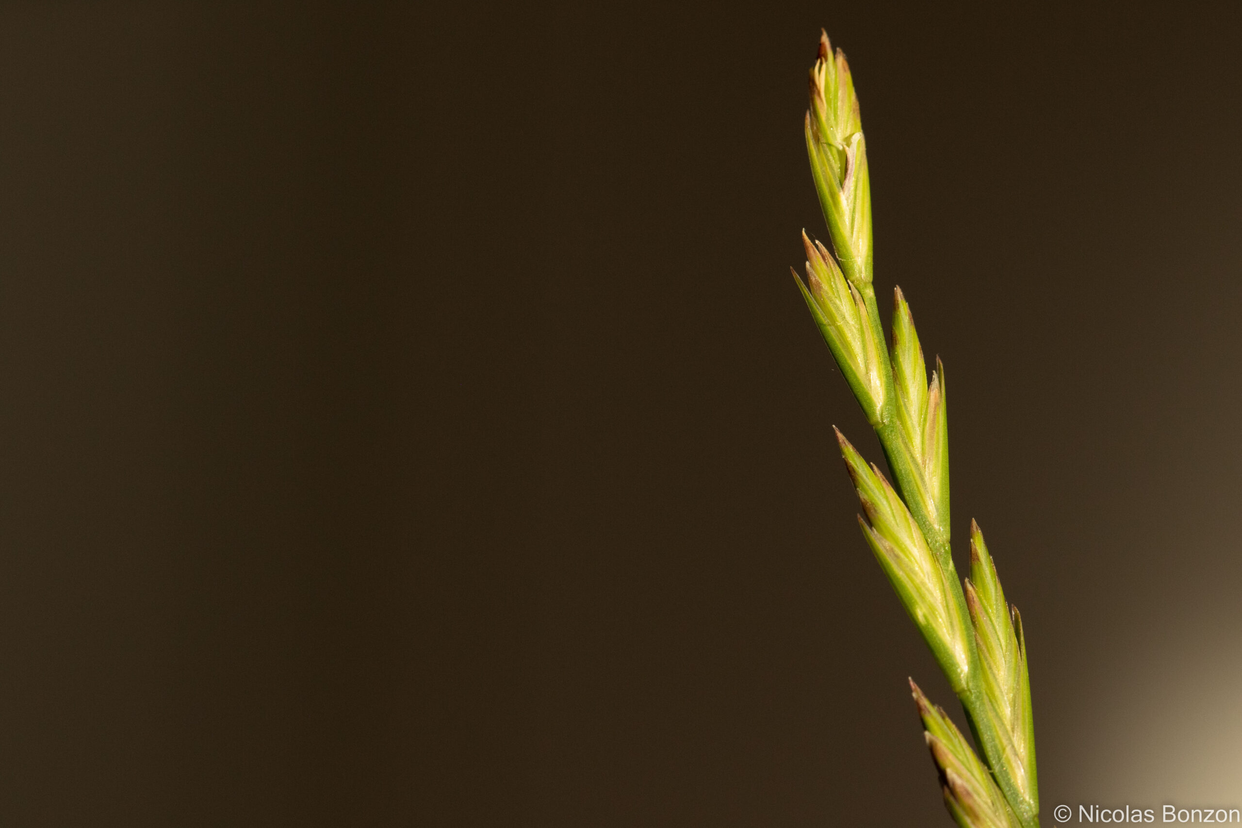 Le ray-grass anglais (Lolium perenne) est l’une des espèces caractéristiques des prairies de fauche-pâture à ray-grass anglais et à pâturin des prés | © N. Bonzon