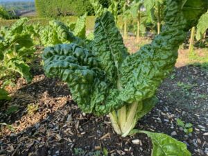 Mangold_VFriséeGeneve_PSR