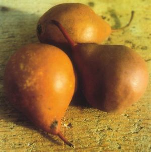 Martin Secco, fonte: P. Odorizzi: Profumi e sapori perduti - Il fascino della frutta antica Vol.II (2005)