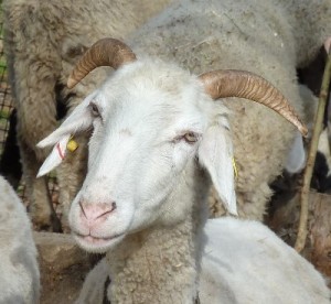 Aue ziegenhörnig, Foto Kusstatscher