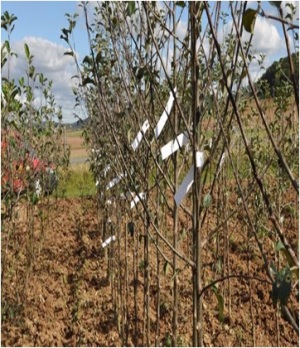 Mehrsortenbaum (Foto diybook.de)