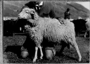 Montafoner Steinschaf (Foto: Archiv SAVE)