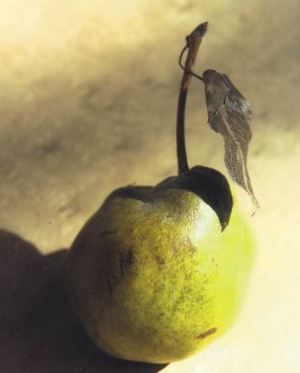 Mora di Faenza, fonte: P. Odorizzi: Profumi e sapori perduti - Il fascino della frutta antica Vol.II (2005)