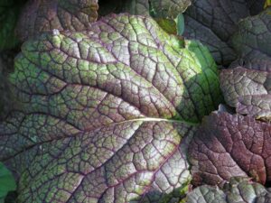 Moutarde_brune_feuille