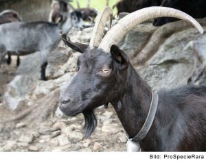 Nera Verzasca (Image: ProSpecieRara)