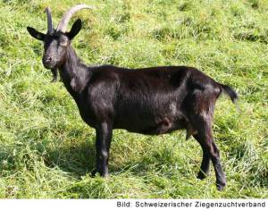 Nera Verzasca (SZZV)