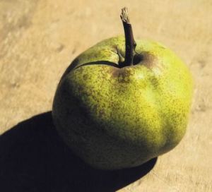Olivier de Serre, fonte: P. Odorizzi: Profumi e sapori perduti - Il fascino della frutta antica Vol.II (2005)