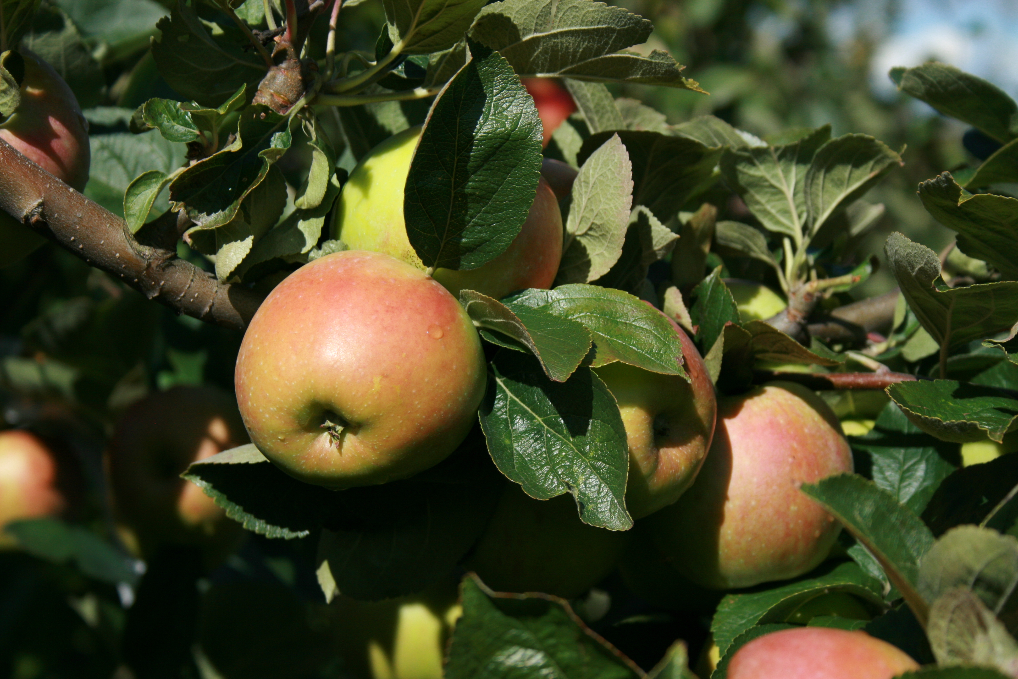 Apfel