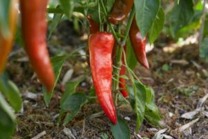 Paprika_Cornodibuerosso_PSR