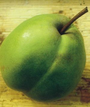 Passacrassana, fonte: P. Odorizzi: Profumi e sapori perduti - Il fascino della frutta antica Vol.II (2005)