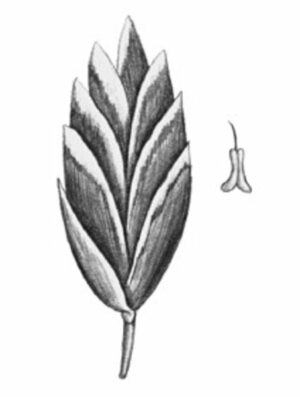 Pâturin annuel_4
