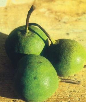 Per de la Coa Torta, fonte: P. Odorizzi: Profumi e sapori perduti - Il fascino della frutta antica Vol.II (2005)
