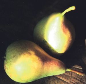 Pera Bertagnolli, fonte: P. Odorizzi: Profumi e sapori perduti - Il fascino della frutta antica Vol.II (2005)