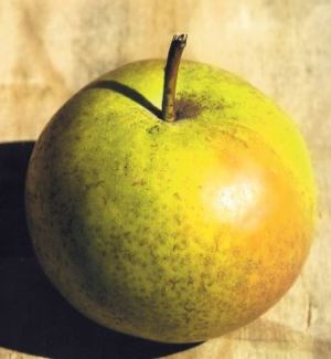 Pera Mela, fonte: P. Odorizzi: Profumi e sapori perduti - Il fascino della frutta antica Vol.II (2005)